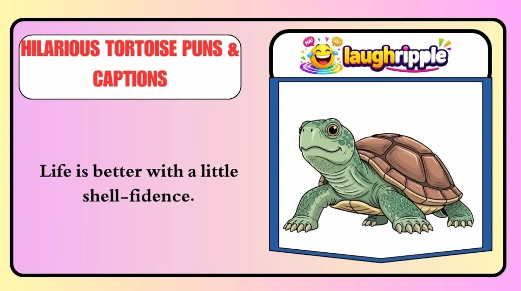 Hilarious Tortoise Puns & Captions